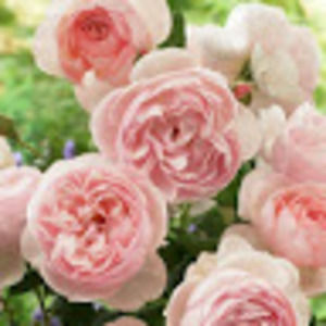 Meet your Posher, Kaisha